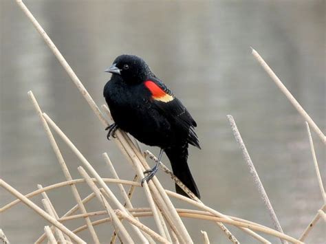 Birds Of Wisconsin — Why Is The Best Birding In Bayfield Brickyard