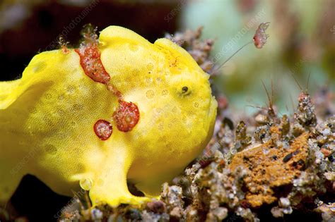 Juvenile Painted Frogfish With Lure Extended Stock Image C0486882