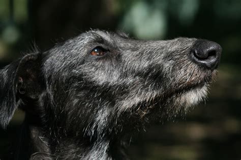 Huntly Profile Deerhound Scottish Deerhound Wolfhound