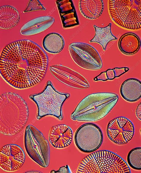 Diatoms Stock Image C0217509 Science Photo Library