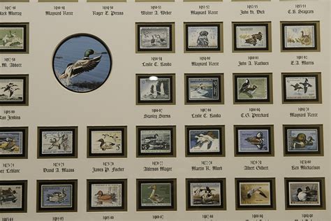 Framed 20th Century Federal Duck Stamp Collection Ebth