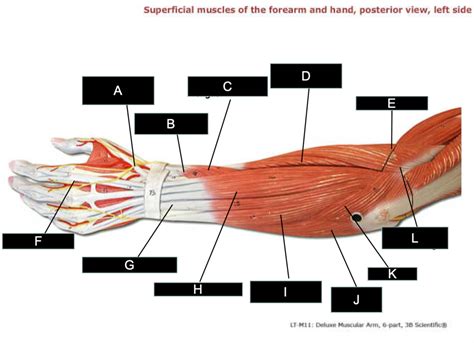 Superficial Muscles Of Forearm And Hand Posterior View Left Side
