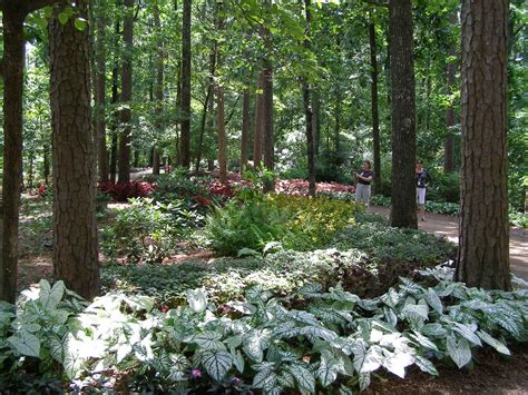 24 Gorgeous Woodland Garden Landscaping Design Ideas Woodland Plants