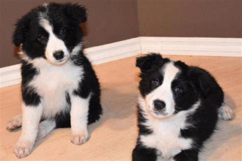 Find border collies for sale in buffalo on oodle classifieds. border collie australian shepherd mix puppies in Apple ...