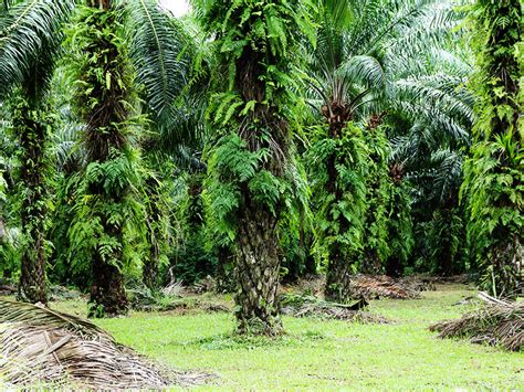 925 likes · 1 talking about this · 83 were here. Hoong Yap Plantation Sdn Bhd - Hoong Yap Manufacturer Sdn Bhd