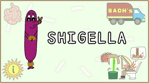 Shigella Simplified Morphology Pathogenesis Types Clinical Features