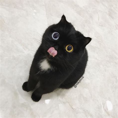 Top selection of best #black_cat hashtags! This Cute Cat with Different Eye Colours is Melting Our ...