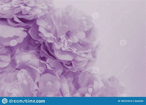 Beautiful Abstract Color Purple And Blue Flowers On White Background