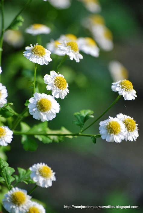 171 Best Daisy Chain Images On Pinterest Beautiful