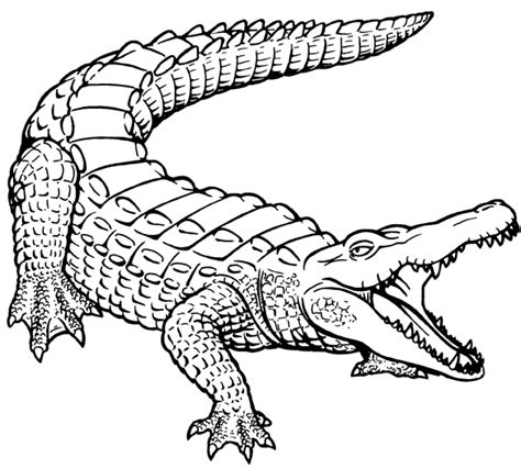 Alligator Black And White Alligator Outline Clipart Wikiclipart