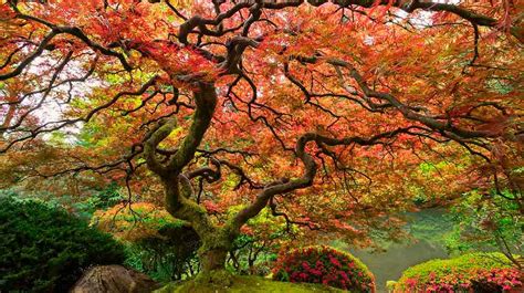 10 of The Most Magnificent Trees In The World