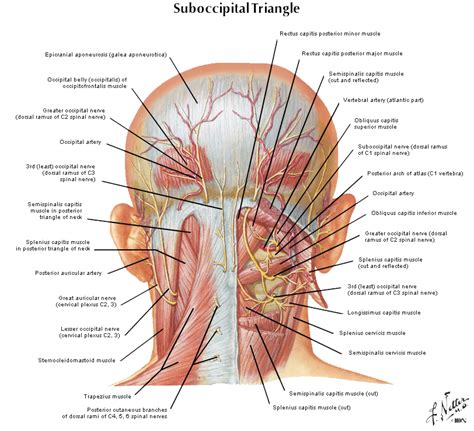 The extrinsic muscles that are associated with upper extremity and shoulder movement, and the they laterally flex, rotate, and extend your head and neck. HeadacheTherapy.org | Massage therapy, Anatomy, Migraine
