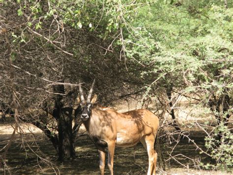 Senegal Safari Fathala Park Janeya Tours Gambia