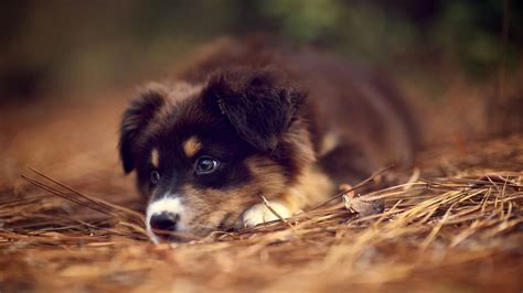 Cute Puppy Wallpapers Those Are Perfect To Make Your Mood Happy Let