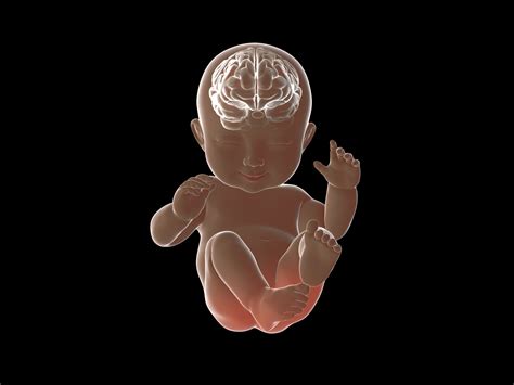 Probing The Genes That Organize Early Brain Development USC Stem Cell