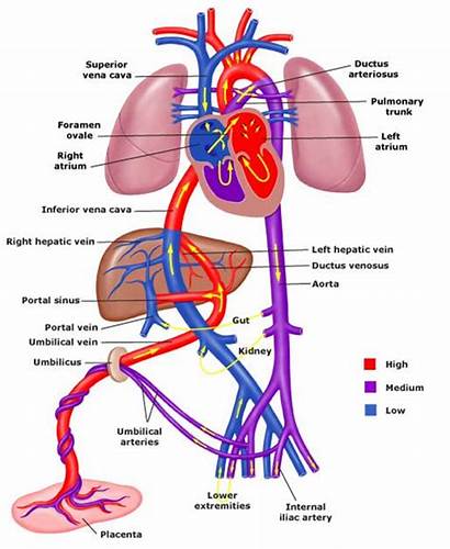 Circulation Fetal Blood Umbilical Anatomy Diagram Cardiovascular