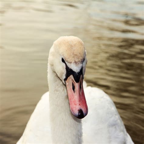 Free Images Pond Wildlife Beak Fauna Close Up Swan Vertebrate