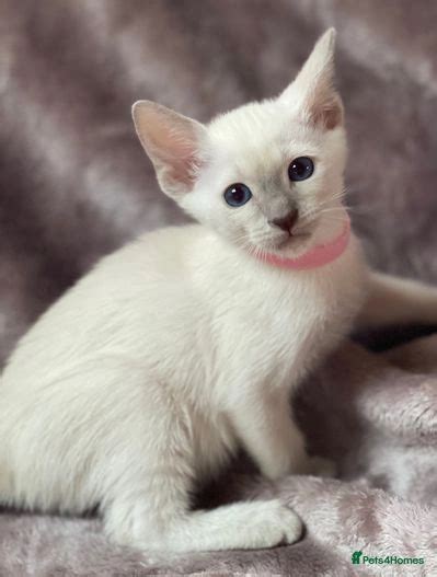 Gccf Registered Traditional Siamese Kittens Leighton Buzzard Pets4homes