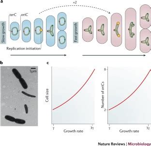 It's also the first, and still the only, mobile application cleared detractors questioned the integrity of natural cycles' research and rejected the app's designation as a contraceptive. Sizing up the bacterial cell cycle | Nature Reviews ...