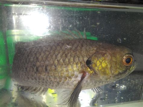 Ikan boleh dipasarkan secara hidup @ yang telah di pesiang untuk kegunaan pelanggan. TERNAKAN IKAN PUYU BERPOTENSI UNTUK DIMAJUKAN ~ KELI SABAH ...