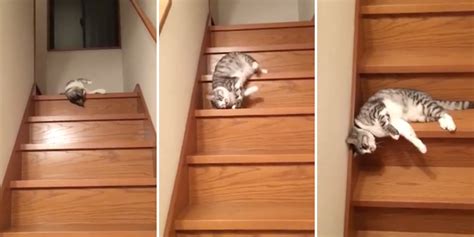 This Lazy Cat Is All Of Us