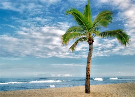 100 Best Palm Tree Puns For Captions And Funs 2023