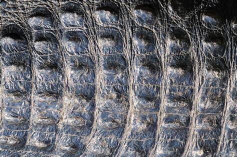 Natural Alligator Skin Closeup — Stock Photo © Philipus 6384324