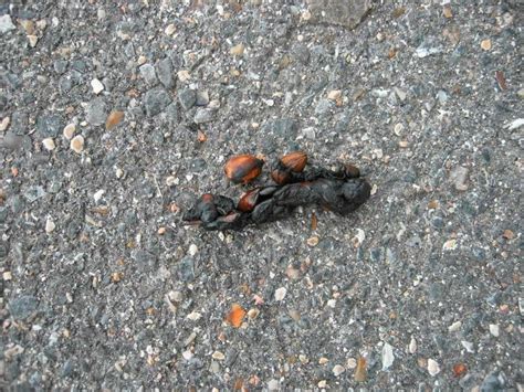 Traces de repas de maïtre Goupil