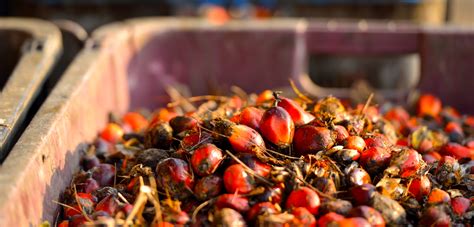 Red palm oil is one of the latest tropical oils to hit the health food scene as many people are reaching for healthier fats to use in exchange for traditional. Why Malaysian Palm Oil - Palm Oil World