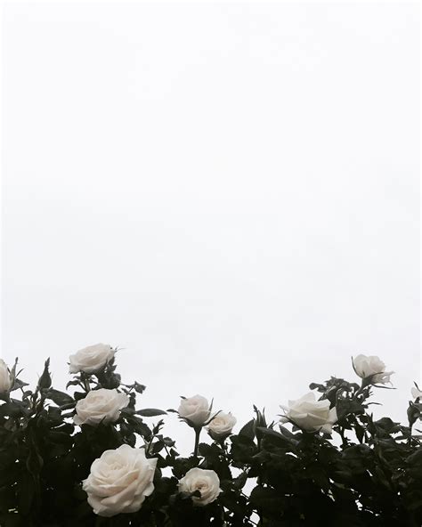 A collection of the top 21 aesthetic white desktop wallpapers and backgrounds available for download for free. White Flower Aesthetic Wallpapers - Wallpaper Cave
