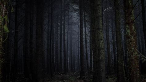 Download 1366x768 Dark Forest Fog Scary Trees