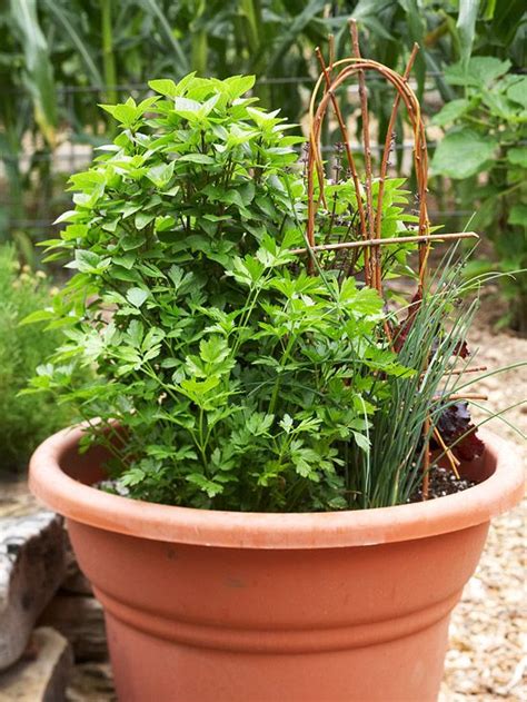 35 Herb Container Gardens ~ Pots And Planters Saturday