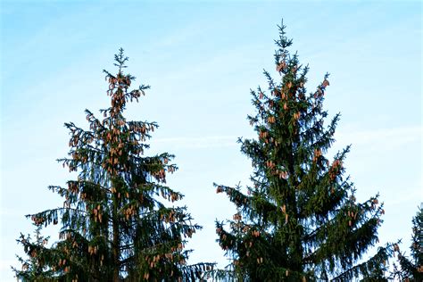 Pine Cones, Conifer, Spruce, Tap, Tree, tree, pine tree ...