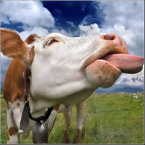 Cow Funniest New Images Photos Funny And Cute Animals Cows Funny