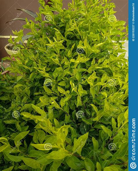 The Beutiful Evergreen Ligustrum Ovalifolium Plant Stock Image Image