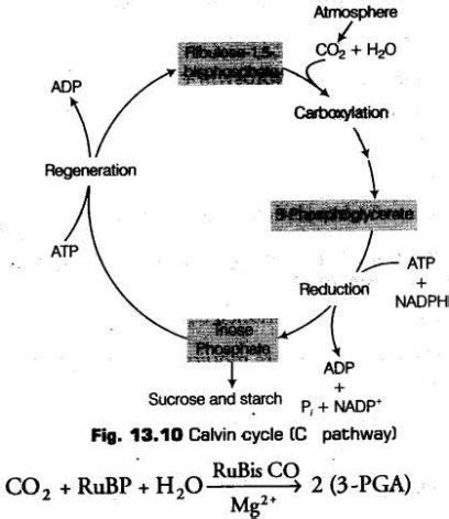 Photosynthesis In Higher Plants Class 11 Notes Biology Chapter 13 Cbse