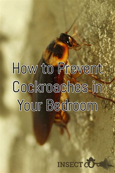 How To Prevent Cockroaches In Your Bedroom Insect Cop Cockroaches