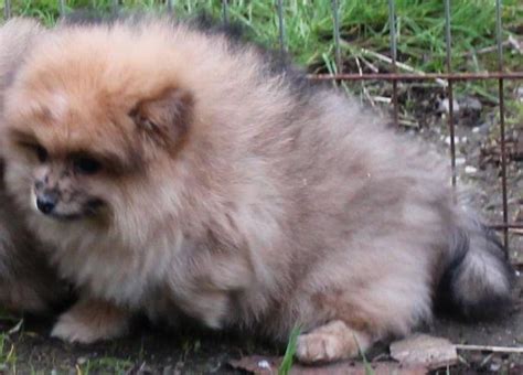 Beautiful Sable Merle Pomeranian Puppy For Sale In Tacoma Washington