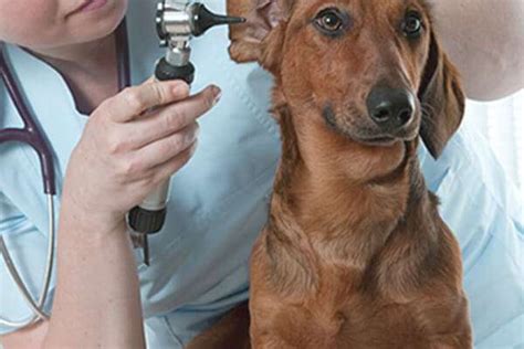 Dogs And Hearing Loss What You Need To Know Audicus