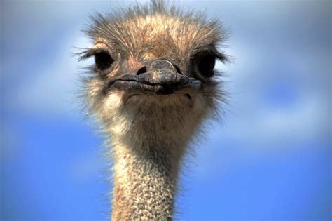 Free Photo The Ostrich Ostrich Head Beak Free Image On Pixabay