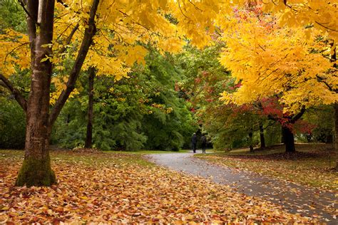 Fall Colors At Vandusen Botanical Garden Vancouver Bc Canada Or