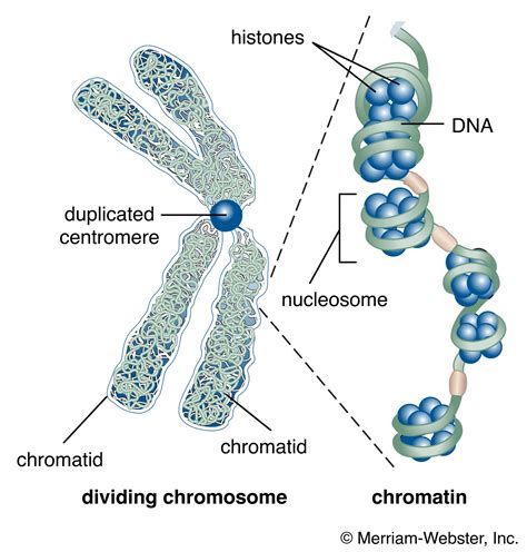 Chromatin In A Cell Model