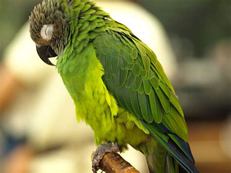 Dusky Conures Species Guide Important Facts On Proper Care