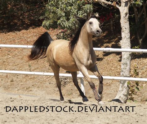 Buckskin Arabian 08 By Dappledstock On Deviantart