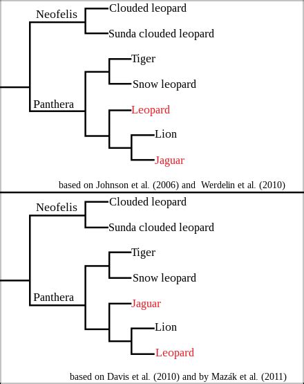 Leopard Wikipedia