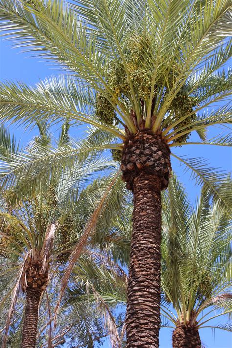 Edible Tropicals How To Grow Date Palms From Seed
