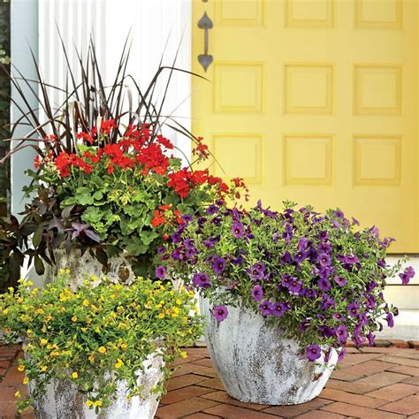 Geraniums are flowers that resist the strong sun because they are outside plants. Heat-Tolerant Container Gardens for Sweltering Summers in ...