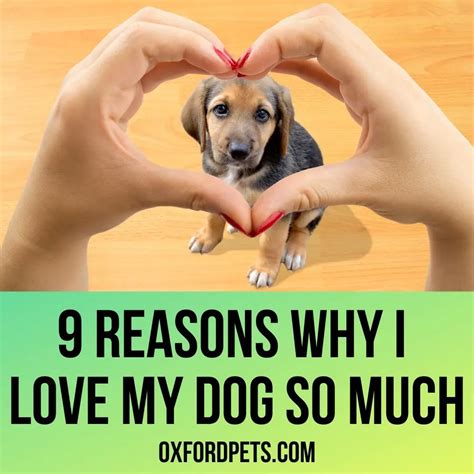 Why Do I Love My Dog So Much 9 Solid Reasons Oxford Pets