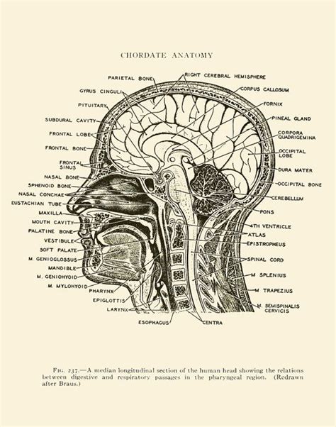 Anatomy Print Cross Section Of The Head Instant Digital Etsy In 2022
