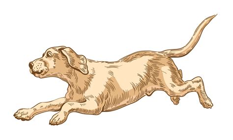 Labrador Retriever Dog Running In A Jump Young Puppy Vector